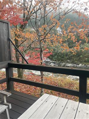 12月ですが紅葉が綺麗でした 12月ですが紅葉が綺麗でした